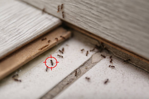 Best Residential Pest Control  in Kaufman, TX
